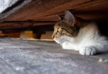 Cat hiding under a deck