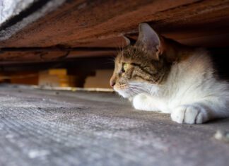 Cat hiding under a deck