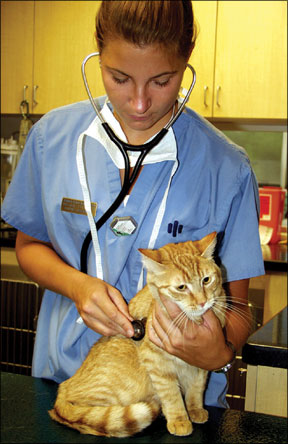 Feline Lymphatic Diseases 