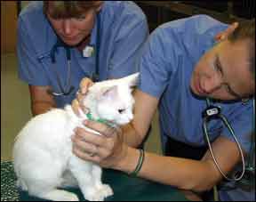 Feline hyperesthesia outlet medication