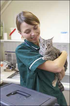 High Blood Pressure and Your Cat - Catwatch Newsletter