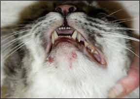 cat acne treatment