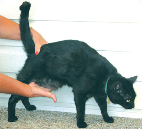 End the Wave of Fat Cats - Catwatch Newsletter