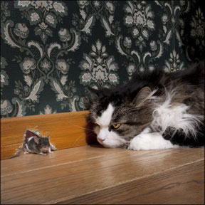 cat catching mouse