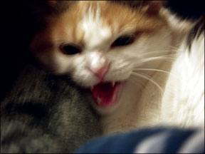 Is That Cat Angry or Frightened? - Catwatch Newsletter