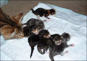 mother cat ignoring newborn kitten