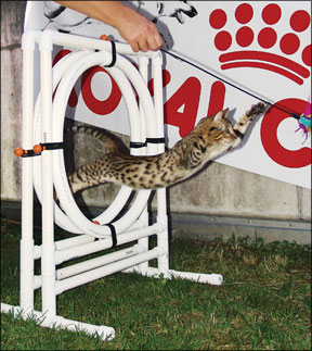 Cat store agility course