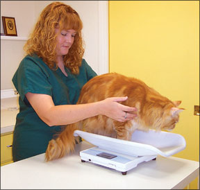 Vomiting: When to Take it Seriously - Catwatch Newsletter