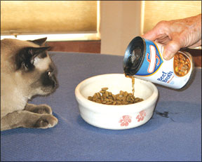 Stress food clearance for cats