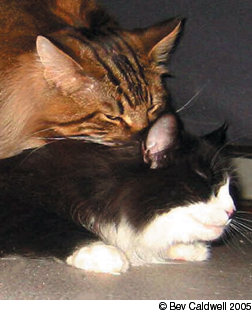 The Complex World Of Feline Sexual Behavior - Catwatch Newsletter