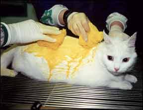 topical treatment for ringworm in cats