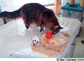 Kitten stealing outlet food