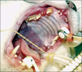 unhealthy cat teeth