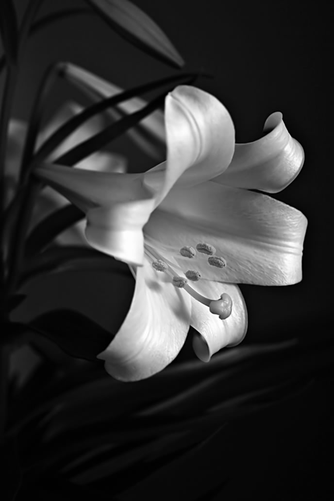 Easter Lily