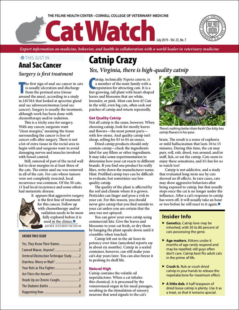Download the Full July 2019 Issue PDF