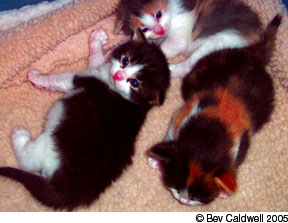 signs of fip in kittens