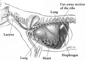 Purring Catwatch Newsletter