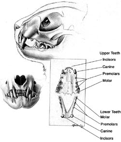 cat teeth anatomy