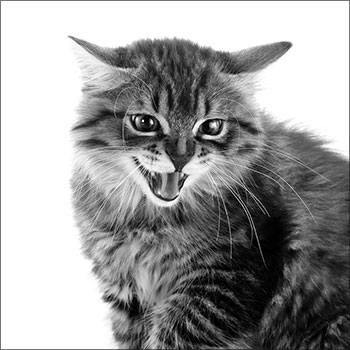 Is That Cat Angry or Frightened? - Catwatch Newsletter