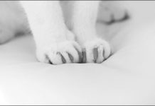 We Must Scratch Declawing