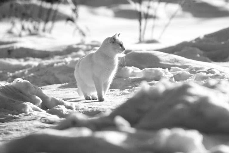 A Deadly Threat to Outdoor Cats