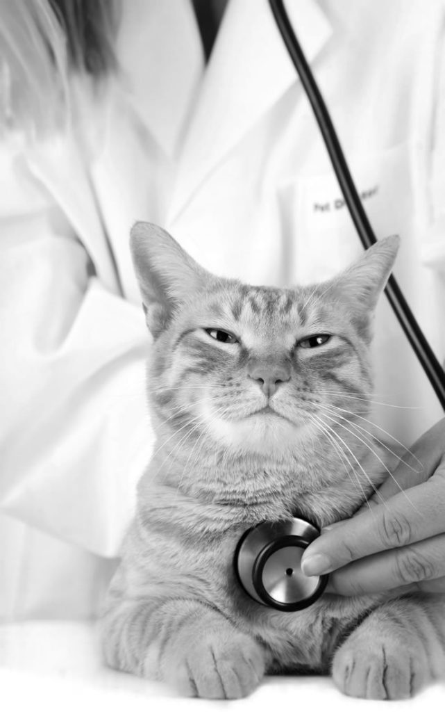 Why Cats Hate Veterinary Visits Catwatch Newsletter