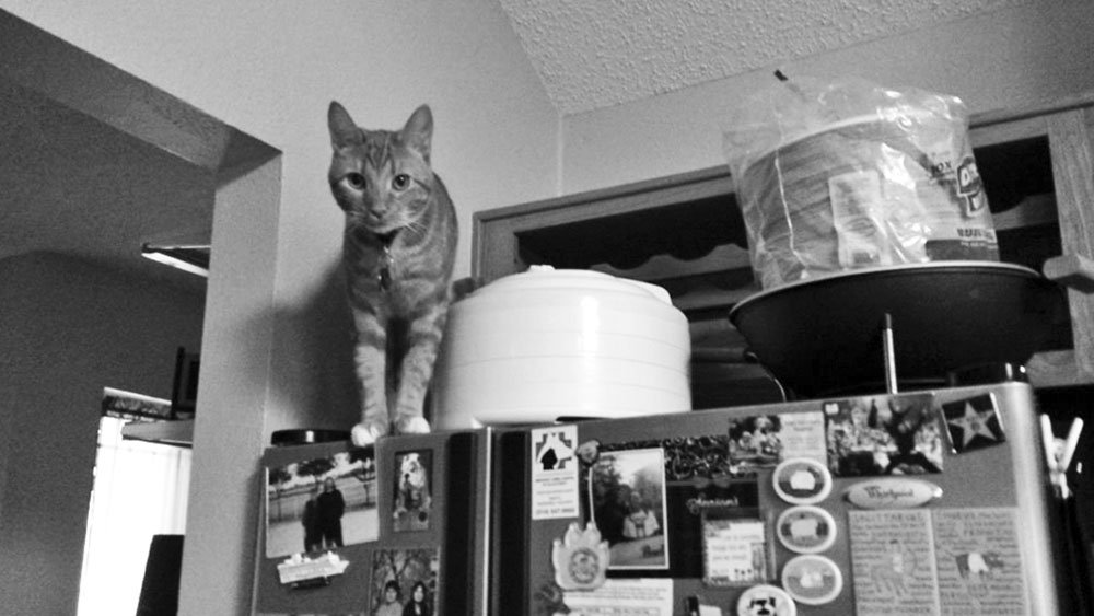 Train cat not hotsell to jump on counters