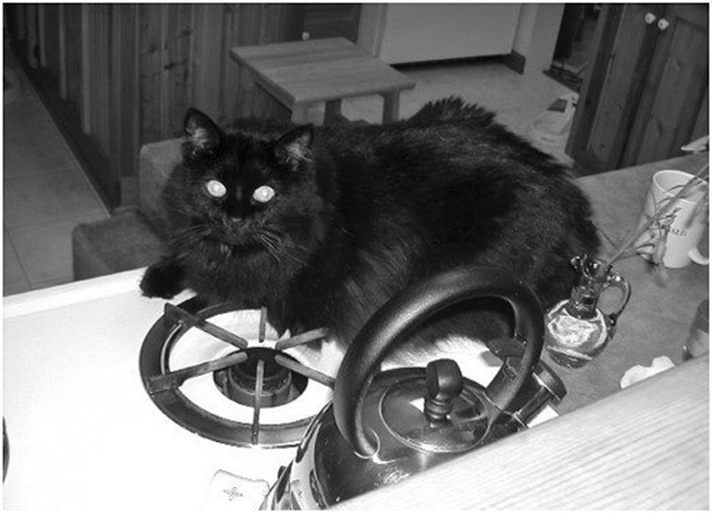 cat on stovetop