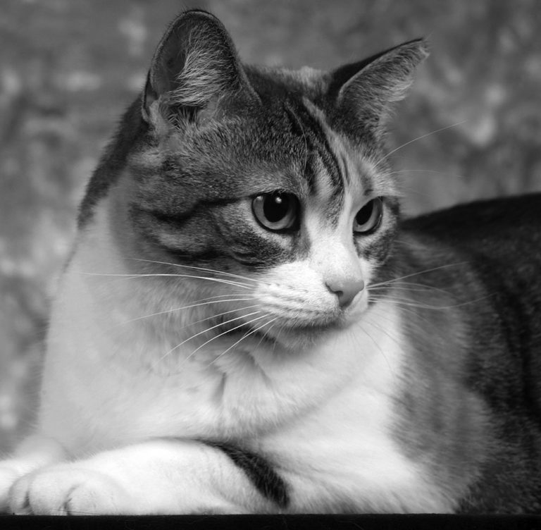 Cats and Anesthesia
