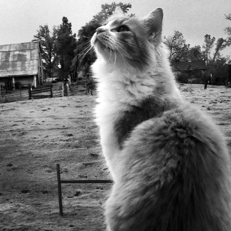 barn cat