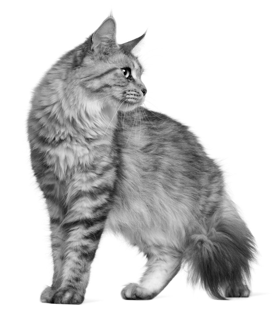 Maine Coon