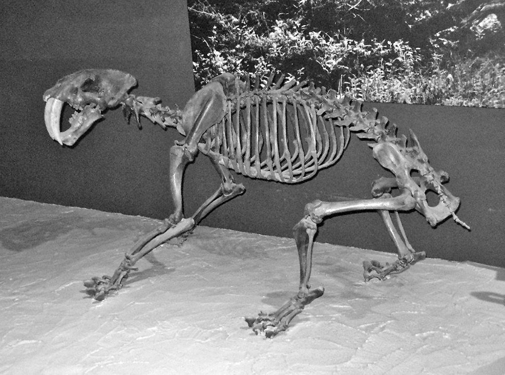 Smilodon californicus