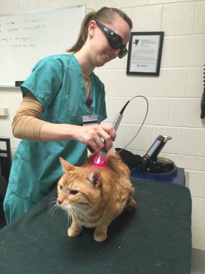 Why Fewer Cats Have Laser Therapy  Catwatch Newsletter