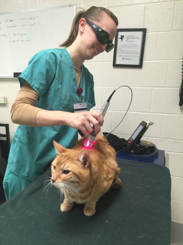 Why Fewer Cats Have Laser Therapy
