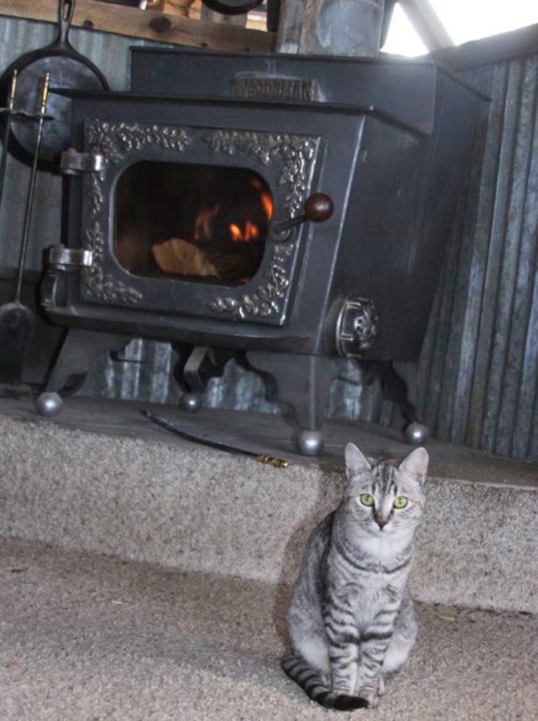 From Barn to Bedroom; Sleeping With Pets