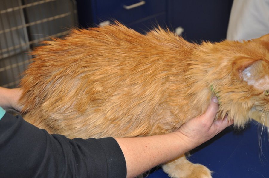 Cat Has Greasy And Matted Fur – Why It Happens! 