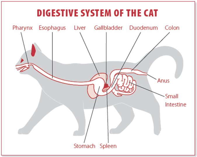 CatWatch Digestive System of a Cat