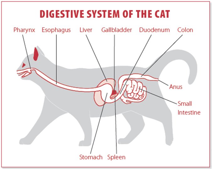 what causes gallbladder problems in dogs