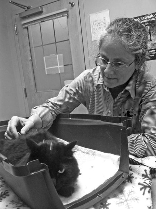 Acupuncture for Cats Heads Mainstream Catwatch Newsletter