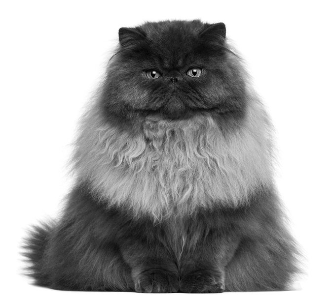 Persian cat