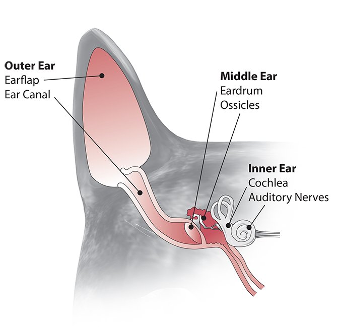 cat ear anatomy