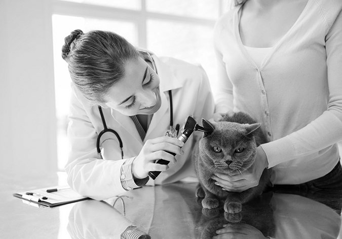 cat at the vet