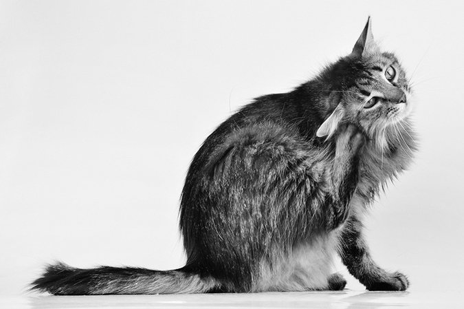 Geography S Role In Feline Ear Infections Catwatch Newsletter