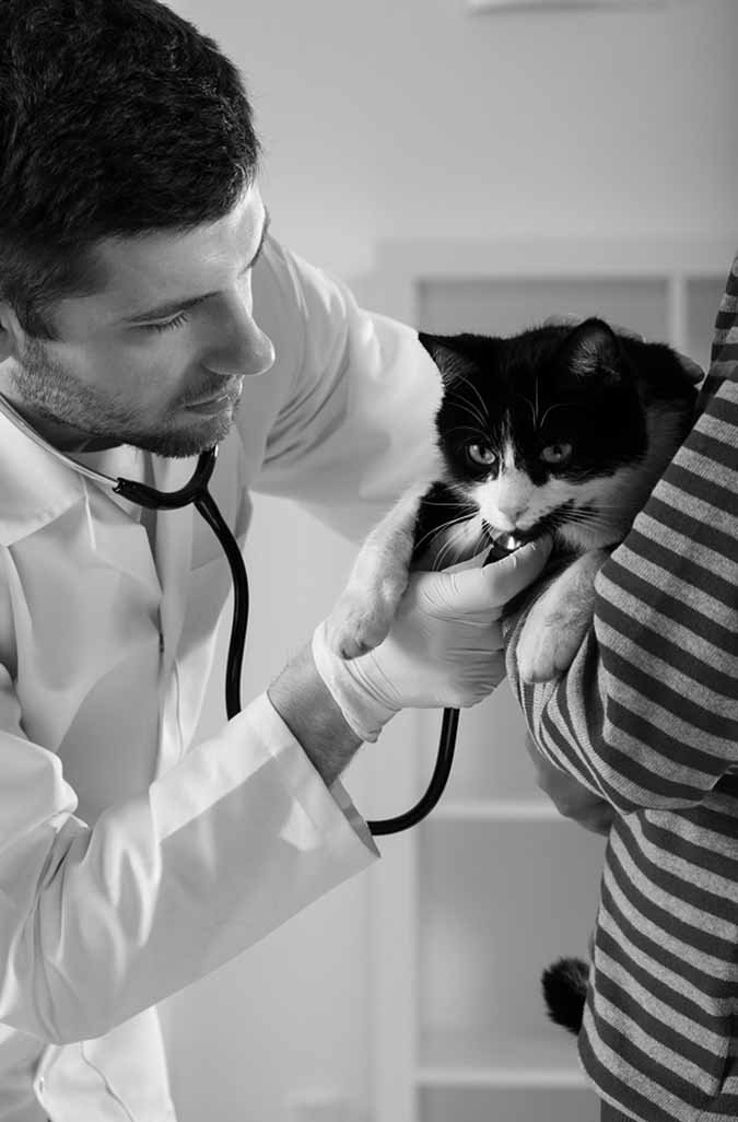 cat at vet