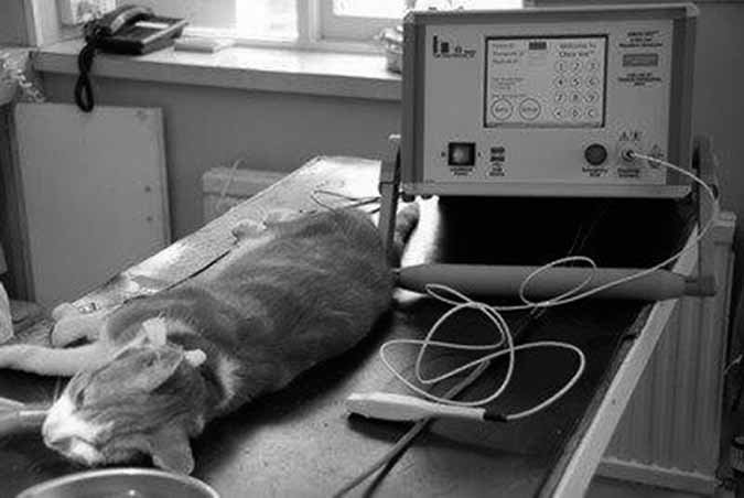electrochemotherapy on cats