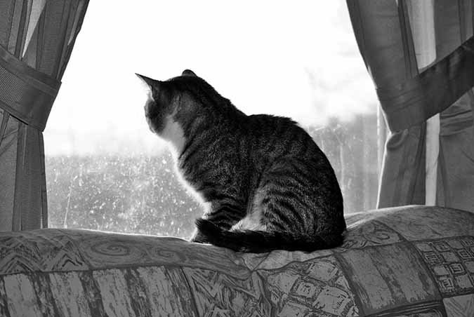 cat sitting in window