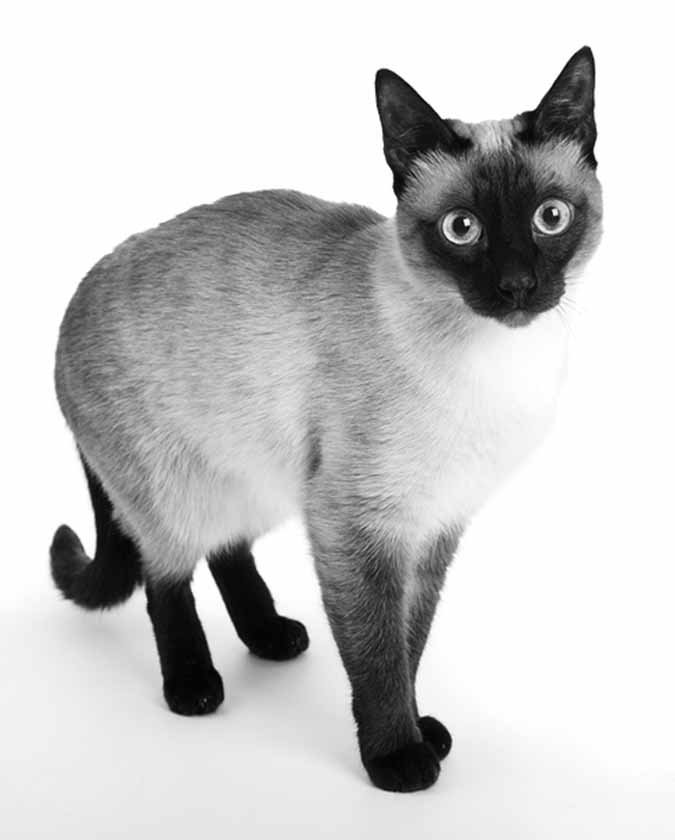 Siamese cat