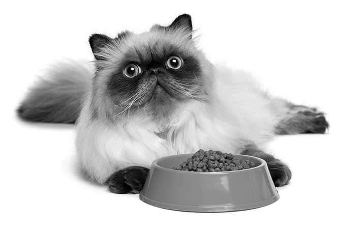 food for cat weight loss