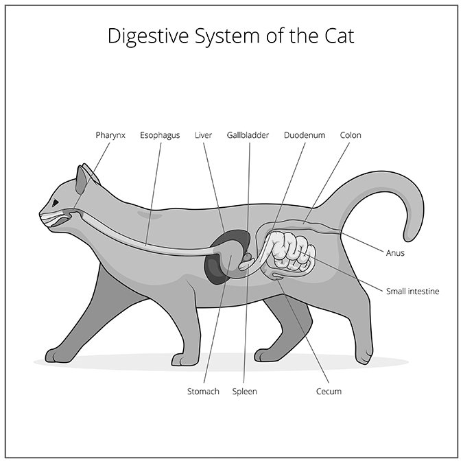 Fatty liver 2025 cat symptoms