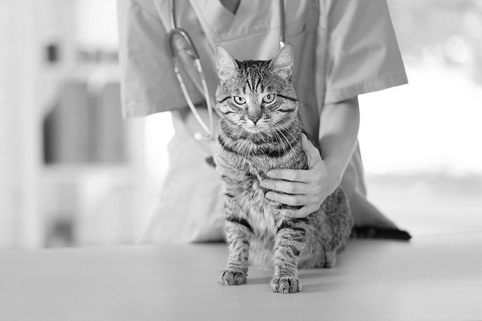 cat check up